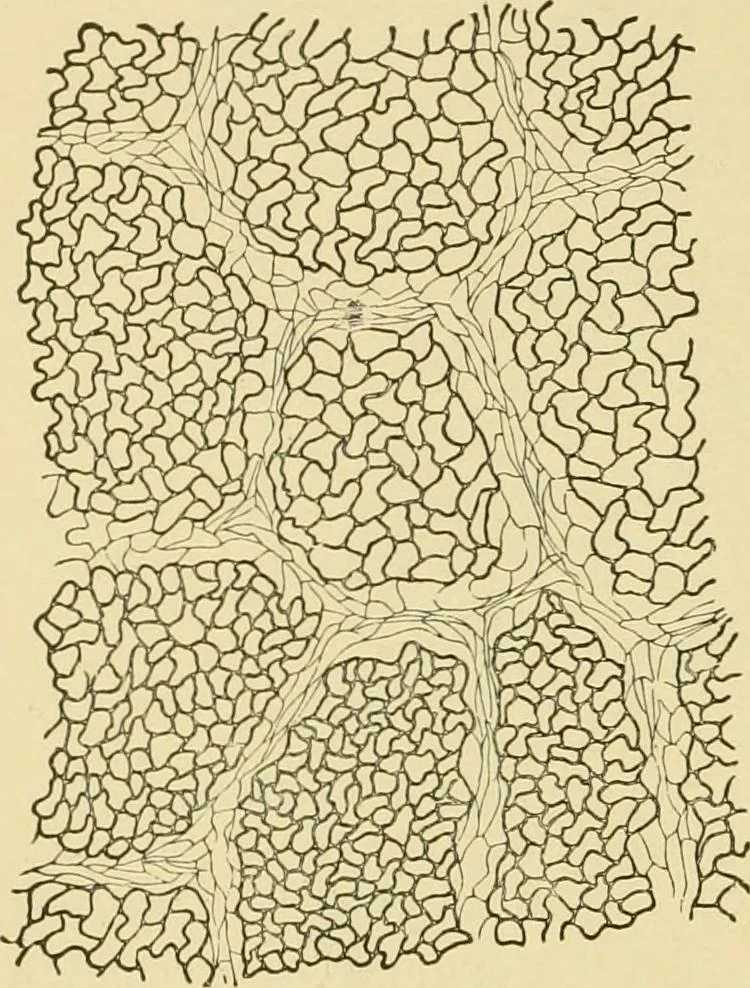 An illustration from The microscopy of vegetable foods, with special reference to the detection of adulteration and the diagnosis of mixtures, 1916, leaf 539