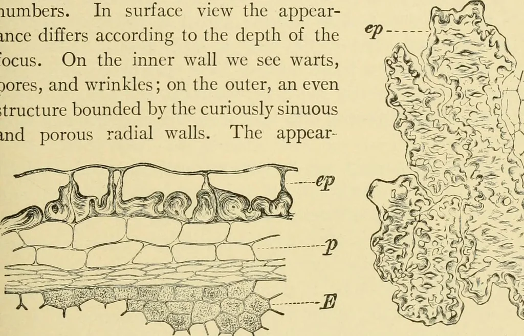 An illustration from The microscopy of vegetable foods, with special reference to the detection of adulteration and the diagnosis of mixtures, 1916, leaf 540