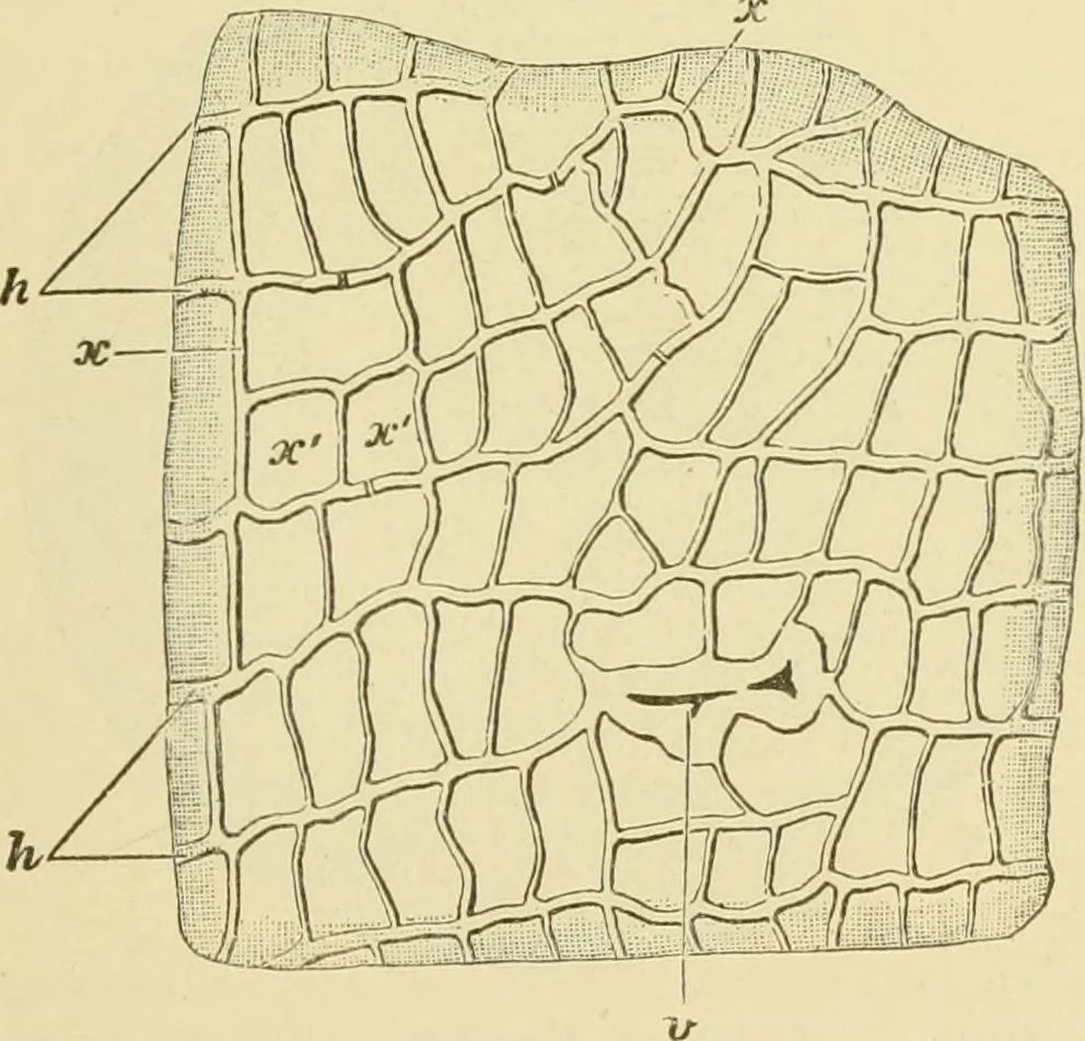 An illustration from The microscopy of vegetable foods, with special reference to the detection of adulteration and the diagnosis of mixtures, 1916, leaf 542