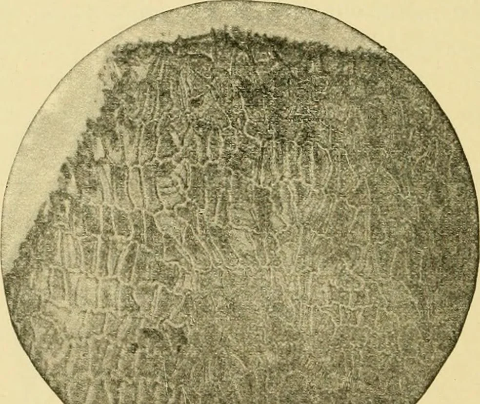 An illustration from The microscopy of vegetable foods, with special reference to the detection of adulteration and the diagnosis of mixtures, 1916, leaf 543