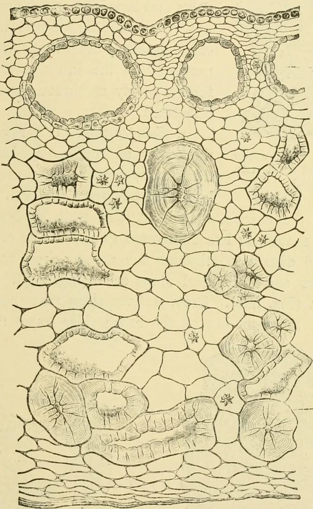 An illustration from The microscopy of vegetable foods, with special reference to the detection of adulteration and the diagnosis of mixtures, 1916, leaf 546