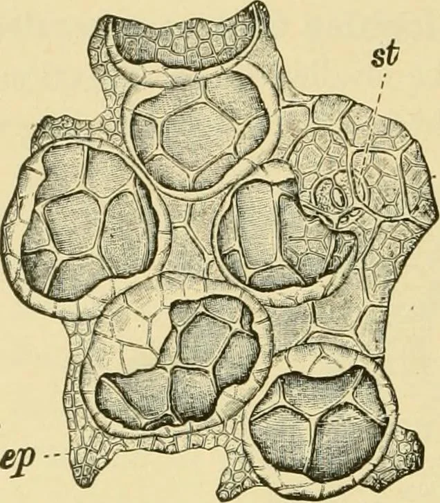 An illustration from The microscopy of vegetable foods, with special reference to the detection of adulteration and the diagnosis of mixtures, 1916, leaf 547