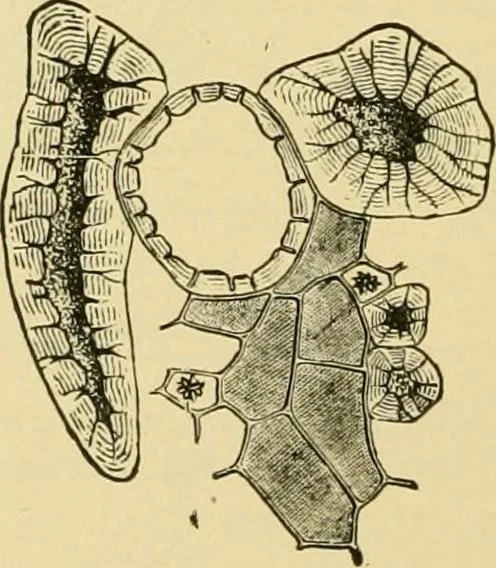 An illustration from The microscopy of vegetable foods, with special reference to the detection of adulteration and the diagnosis of mixtures, 1916, leaf 547