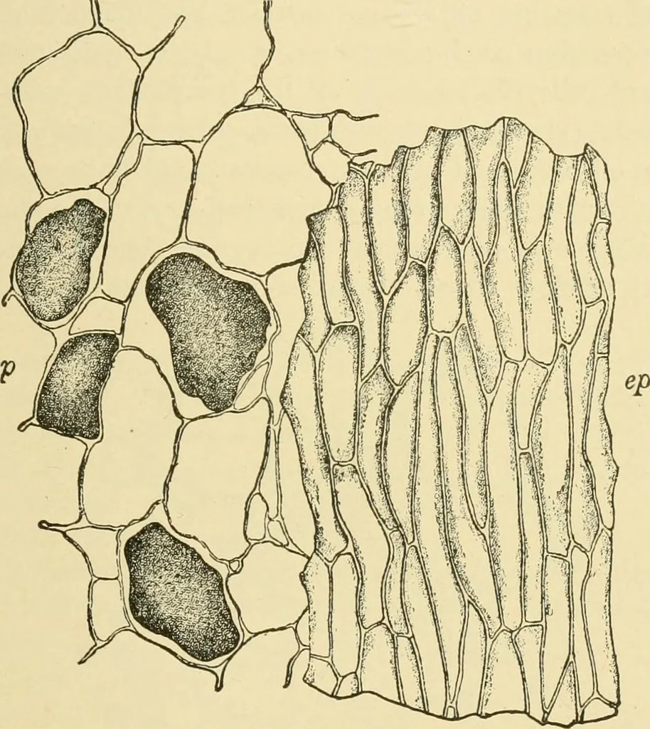 An illustration from The microscopy of vegetable foods, with special reference to the detection of adulteration and the diagnosis of mixtures, 1916, leaf 548