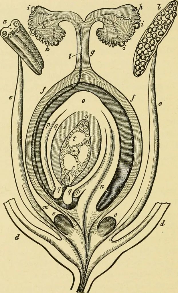 An illustration from The microscopy of vegetable foods, with special reference to the detection of adulteration and the diagnosis of mixtures, 1916, leaf 55