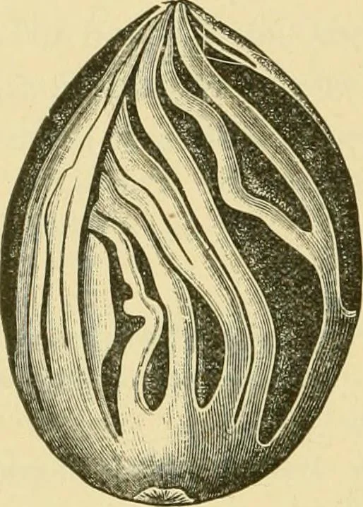 An illustration from The microscopy of vegetable foods, with special reference to the detection of adulteration and the diagnosis of mixtures, 1916, leaf 551