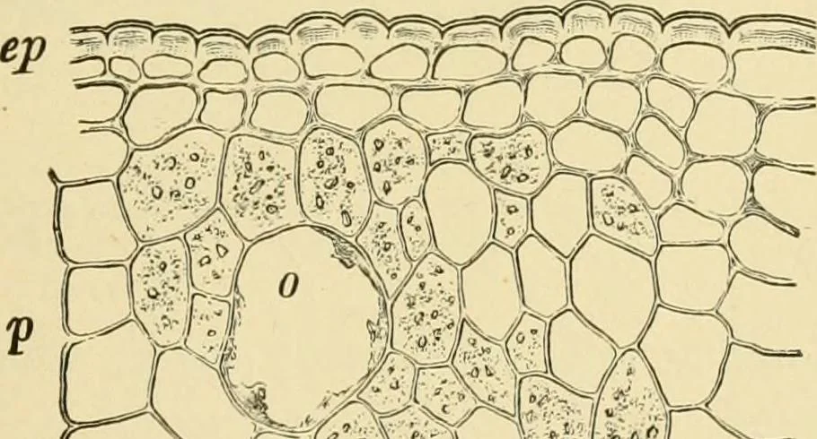 An illustration from The microscopy of vegetable foods, with special reference to the detection of adulteration and the diagnosis of mixtures, 1916, leaf 552
