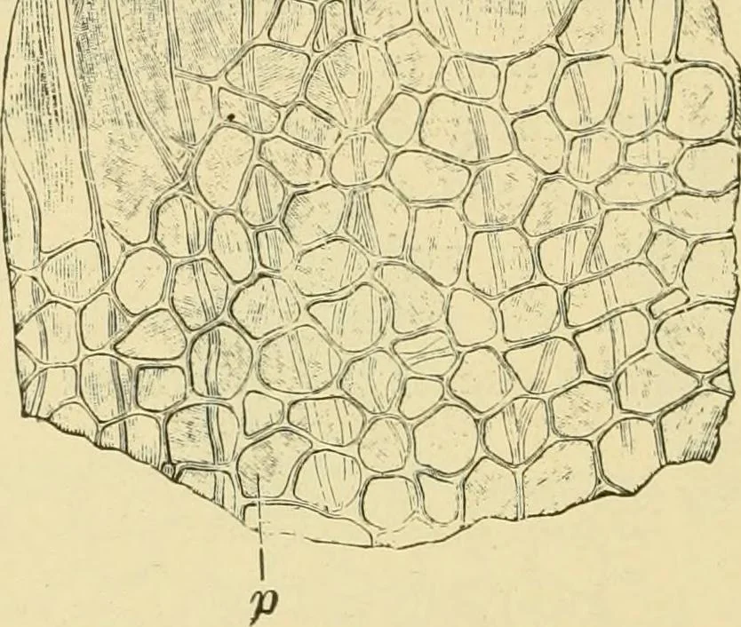 An illustration from The microscopy of vegetable foods, with special reference to the detection of adulteration and the diagnosis of mixtures, 1916, leaf 553