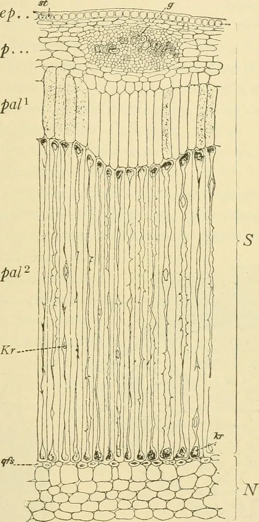 An illustration from The microscopy of vegetable foods, with special reference to the detection of adulteration and the diagnosis of mixtures, 1916, leaf 554
