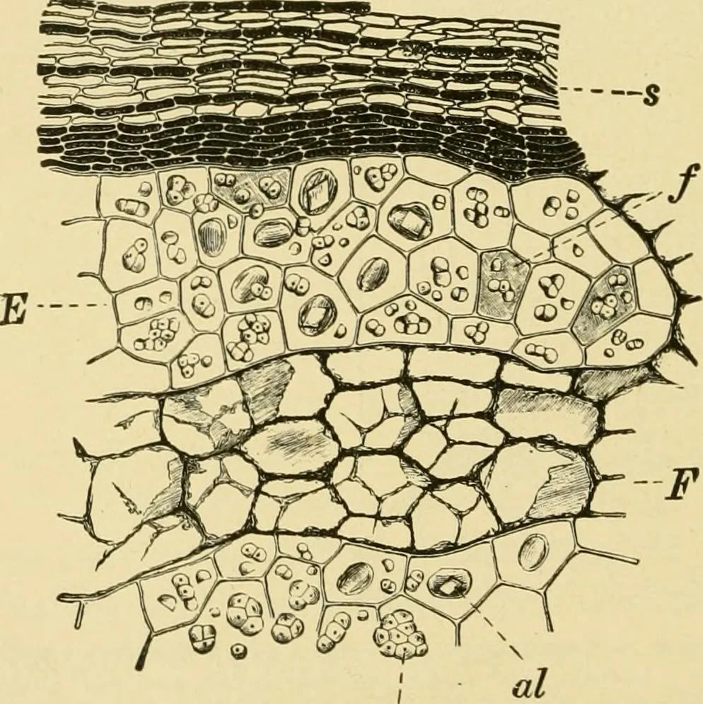 An illustration from The microscopy of vegetable foods, with special reference to the detection of adulteration and the diagnosis of mixtures, 1916, leaf 555