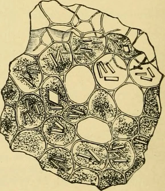 An illustration from The microscopy of vegetable foods, with special reference to the detection of adulteration and the diagnosis of mixtures, 1916, leaf 555