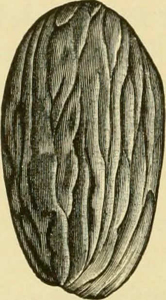 An illustration from The microscopy of vegetable foods, with special reference to the detection of adulteration and the diagnosis of mixtures, 1916, leaf 559