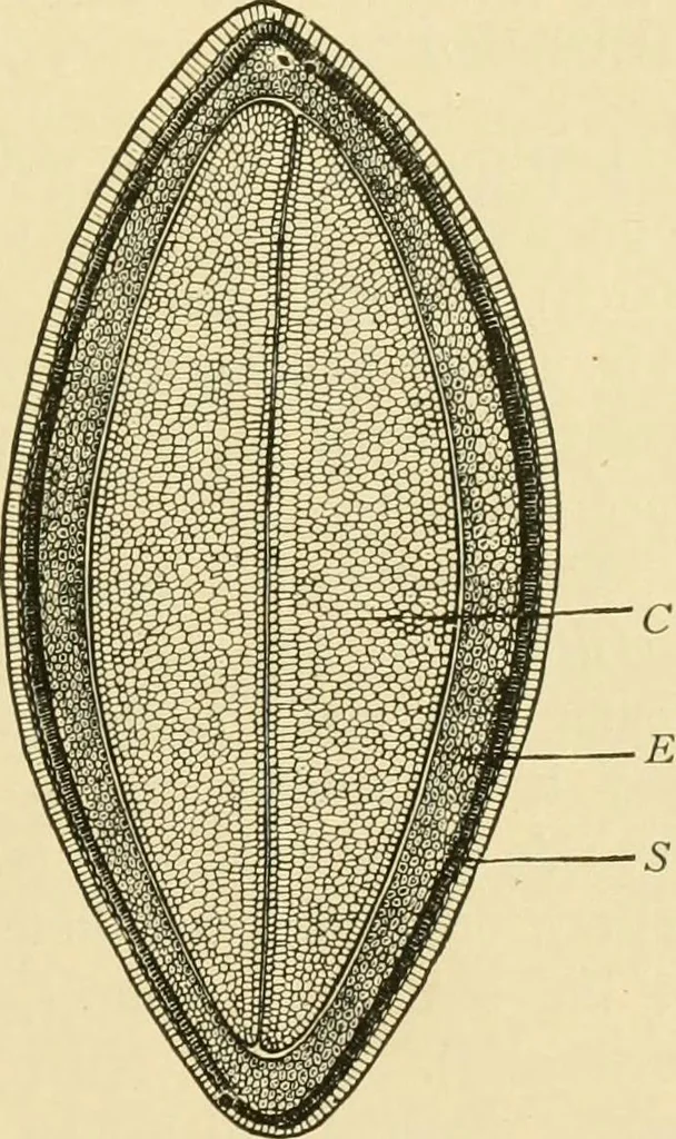 An illustration from The microscopy of vegetable foods, with special reference to the detection of adulteration and the diagnosis of mixtures, 1916, leaf 56