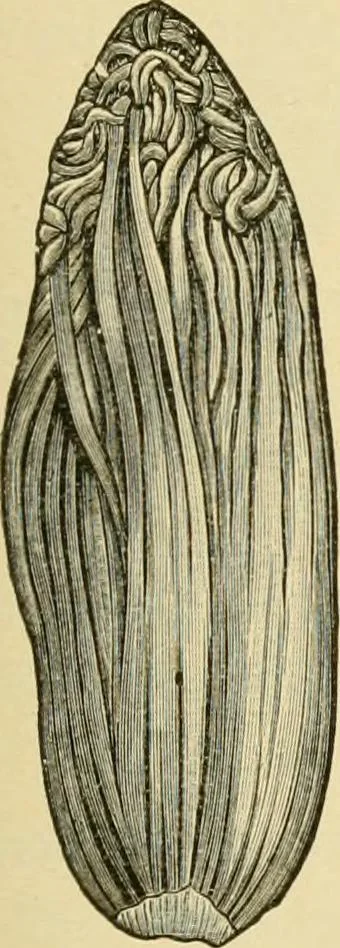An illustration from The microscopy of vegetable foods, with special reference to the detection of adulteration and the diagnosis of mixtures, 1916, leaf 560