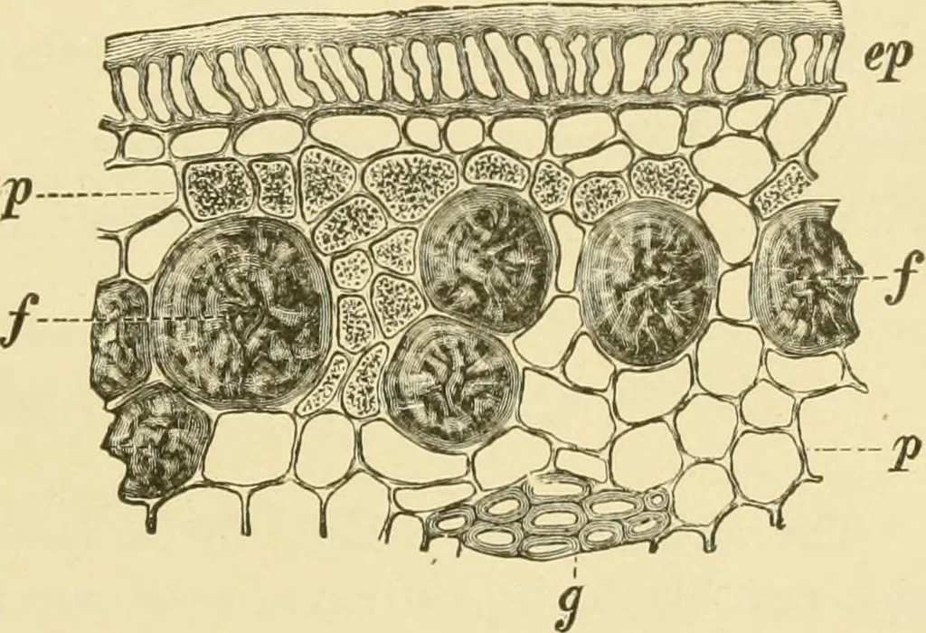 An illustration from The microscopy of vegetable foods, with special reference to the detection of adulteration and the diagnosis of mixtures, 1916, leaf 560
