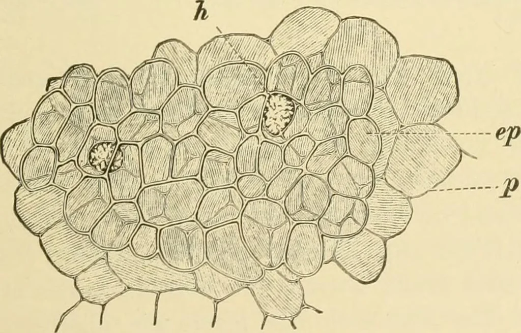 An illustration from The microscopy of vegetable foods, with special reference to the detection of adulteration and the diagnosis of mixtures, 1916, leaf 562