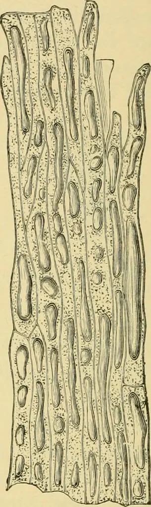 An illustration from The microscopy of vegetable foods, with special reference to the detection of adulteration and the diagnosis of mixtures, 1916, leaf 563