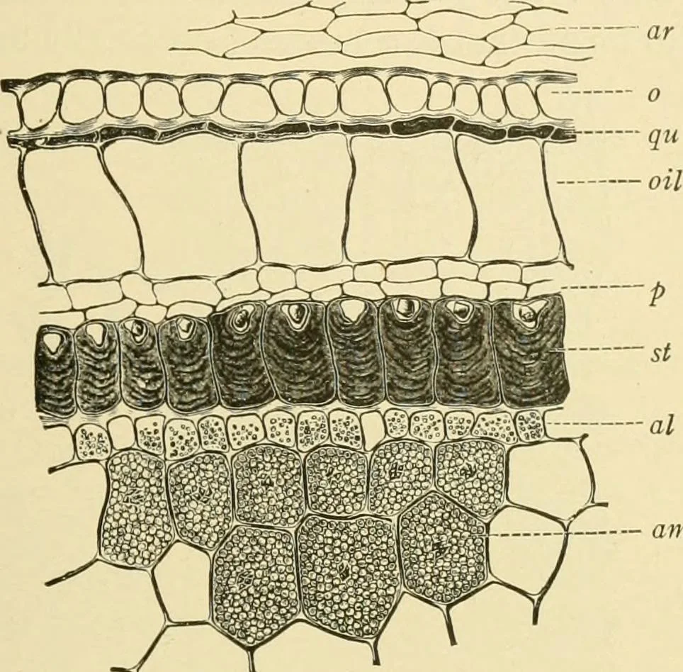 An illustration from The microscopy of vegetable foods, with special reference to the detection of adulteration and the diagnosis of mixtures, 1916, leaf 564