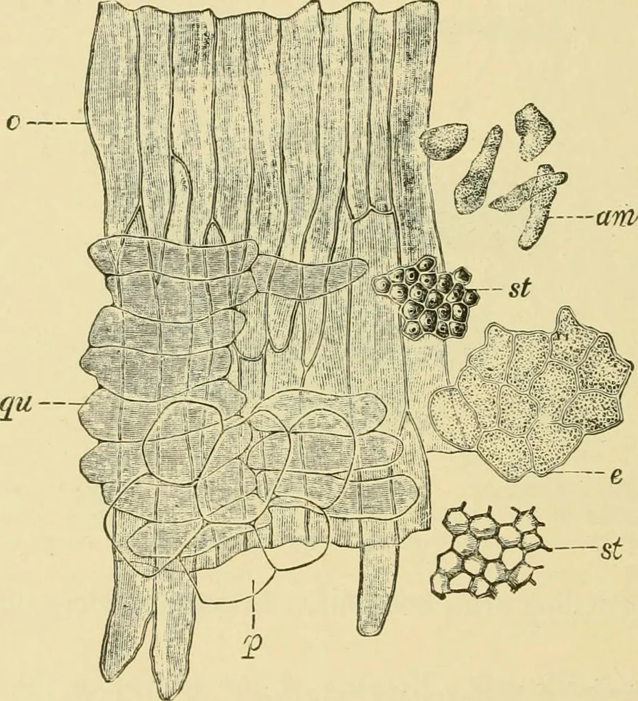 An illustration from The microscopy of vegetable foods, with special reference to the detection of adulteration and the diagnosis of mixtures, 1916, leaf 565