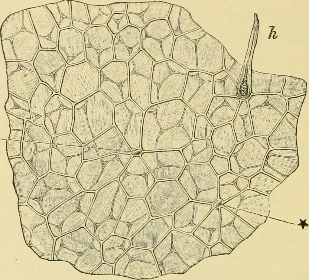 An illustration from The microscopy of vegetable foods, with special reference to the detection of adulteration and the diagnosis of mixtures, 1916, leaf 567