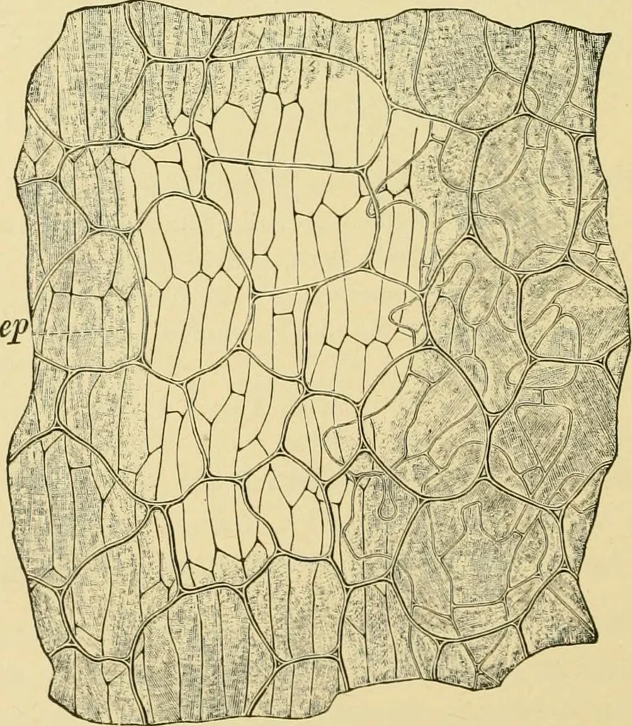 An illustration from The microscopy of vegetable foods, with special reference to the detection of adulteration and the diagnosis of mixtures, 1916, leaf 567