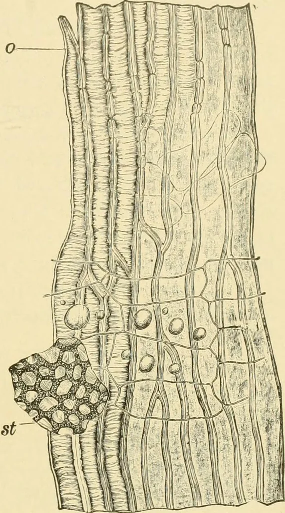 An illustration from The microscopy of vegetable foods, with special reference to the detection of adulteration and the diagnosis of mixtures, 1916, leaf 568