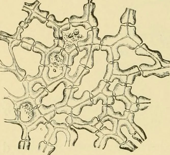 An illustration from The microscopy of vegetable foods, with special reference to the detection of adulteration and the diagnosis of mixtures, 1916, leaf 57