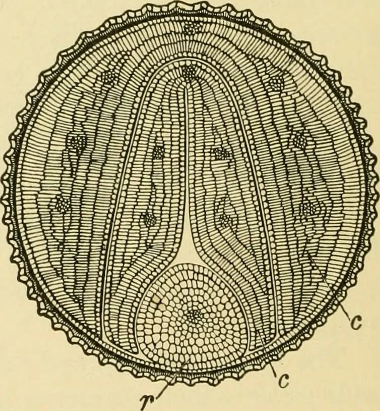 An illustration from The microscopy of vegetable foods, with special reference to the detection of adulteration and the diagnosis of mixtures, 1916, leaf 57