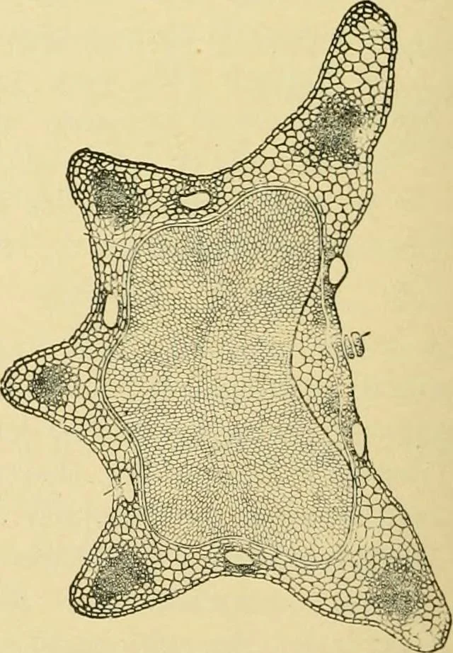 An illustration from The microscopy of vegetable foods, with special reference to the detection of adulteration and the diagnosis of mixtures, 1916, leaf 571