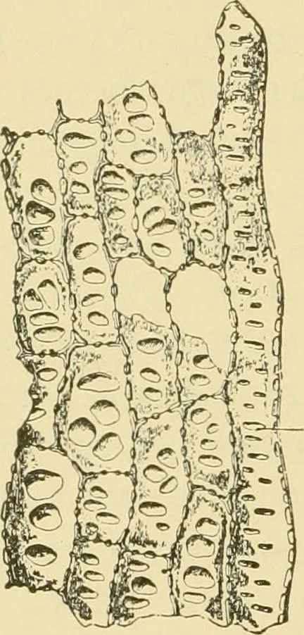 An illustration from The microscopy of vegetable foods, with special reference to the detection of adulteration and the diagnosis of mixtures, 1916, leaf 573