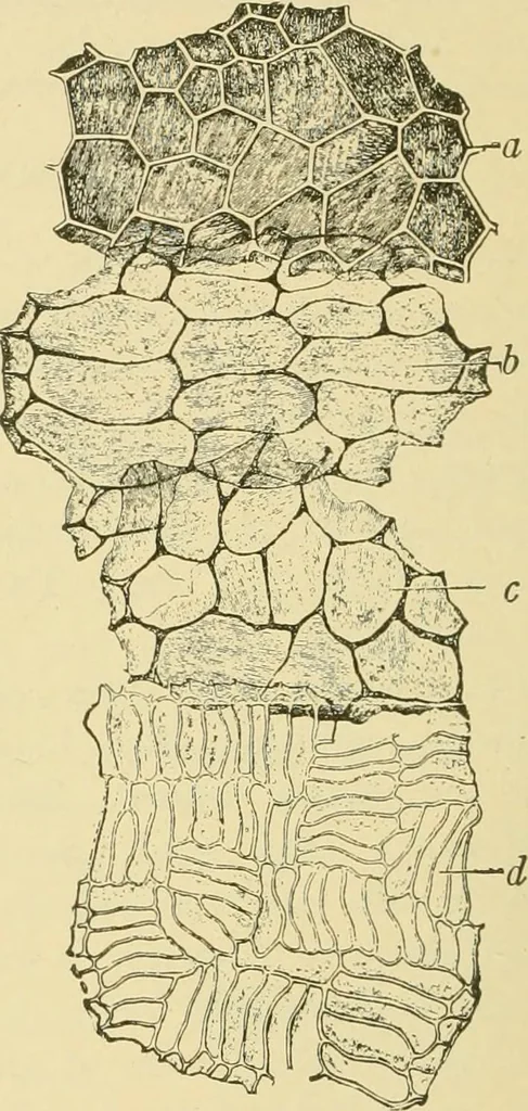 An illustration from The microscopy of vegetable foods, with special reference to the detection of adulteration and the diagnosis of mixtures, 1916, leaf 573