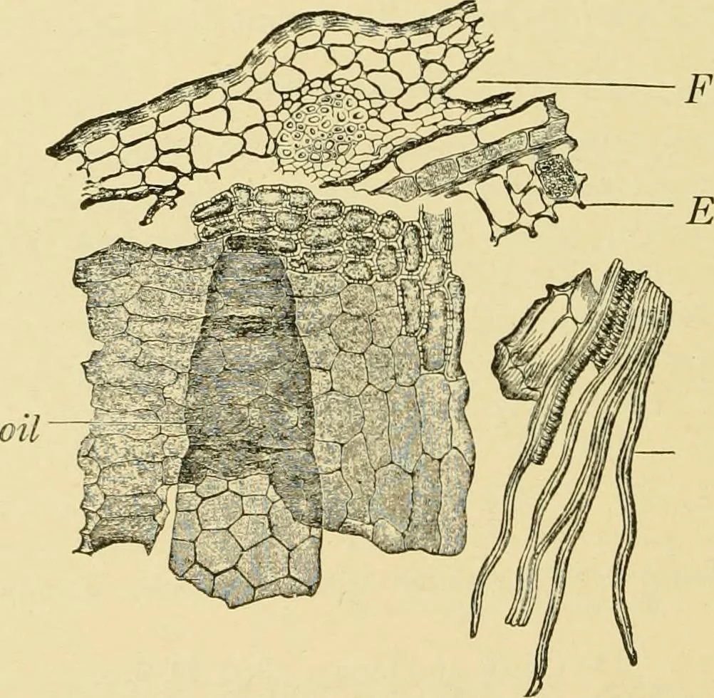 An illustration from The microscopy of vegetable foods, with special reference to the detection of adulteration and the diagnosis of mixtures, 1916, leaf 575