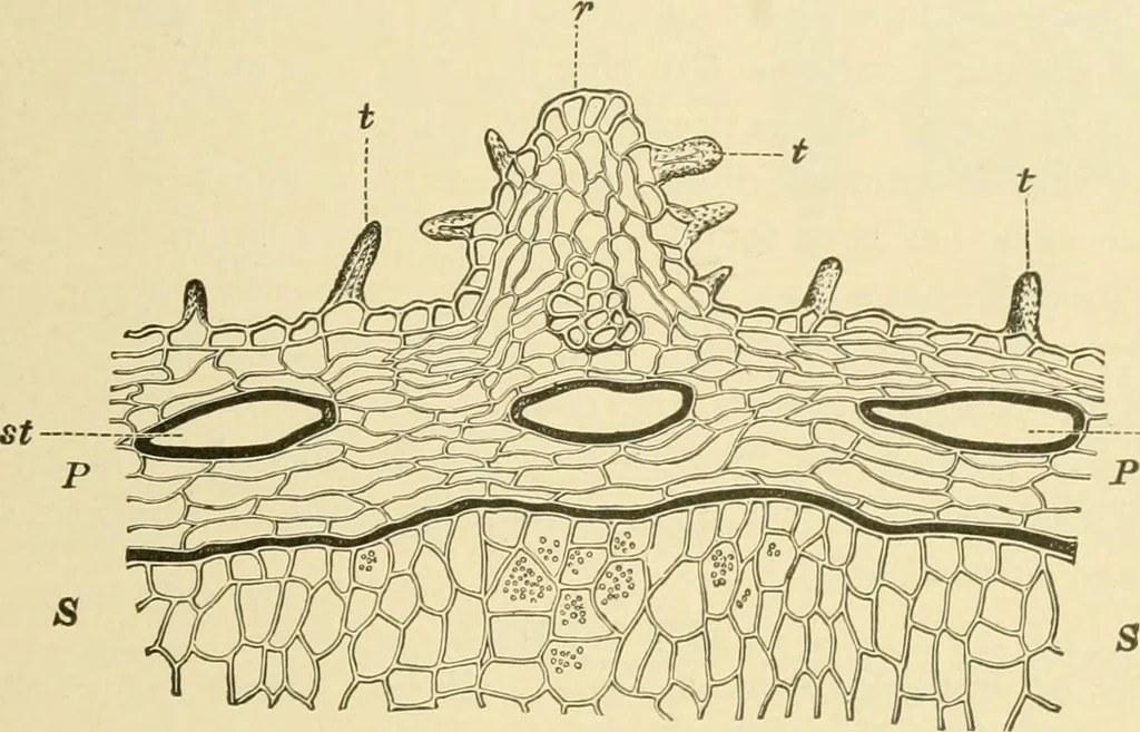 An illustration from The microscopy of vegetable foods, with special reference to the detection of adulteration and the diagnosis of mixtures, 1916, leaf 578