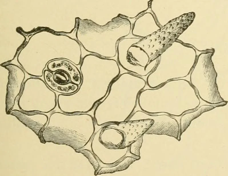 An illustration from The microscopy of vegetable foods, with special reference to the detection of adulteration and the diagnosis of mixtures, 1916, leaf 578