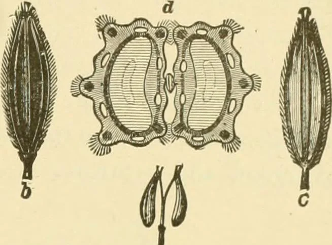 An illustration from The microscopy of vegetable foods, with special reference to the detection of adulteration and the diagnosis of mixtures, 1916, leaf 580