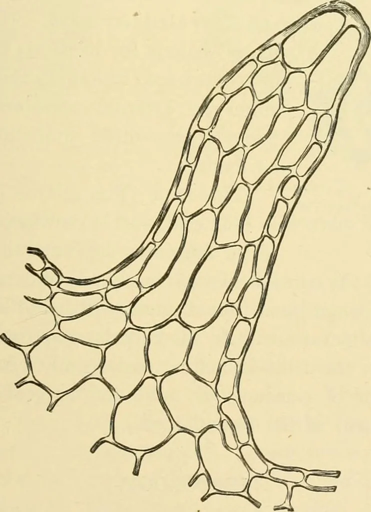 An illustration from The microscopy of vegetable foods, with special reference to the detection of adulteration and the diagnosis of mixtures, 1916, leaf 580