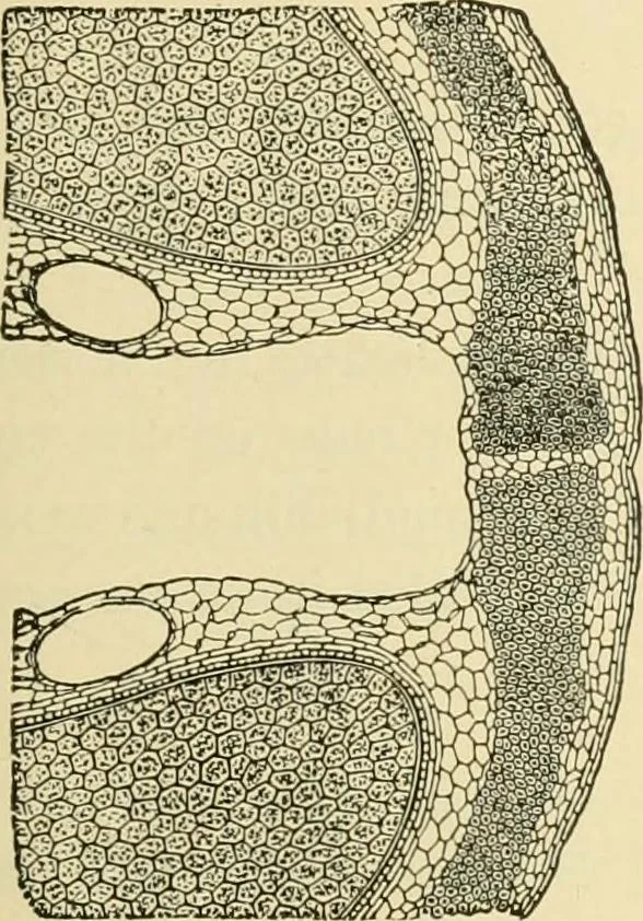 An illustration from The microscopy of vegetable foods, with special reference to the detection of adulteration and the diagnosis of mixtures, 1916, leaf 582