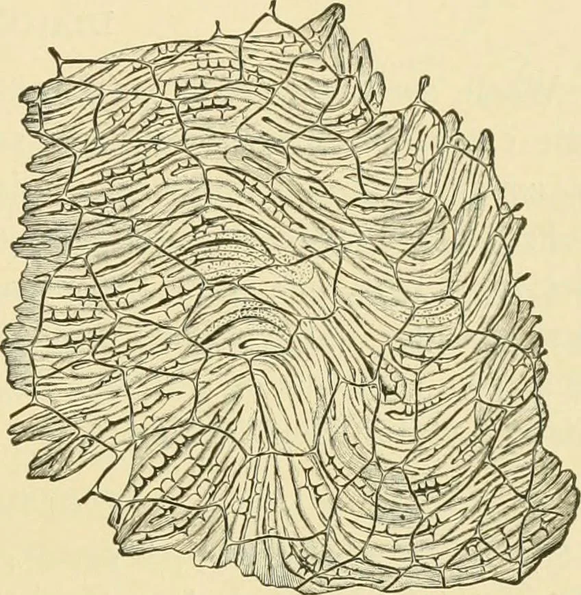 An illustration from The microscopy of vegetable foods, with special reference to the detection of adulteration and the diagnosis of mixtures, 1916, leaf 582
