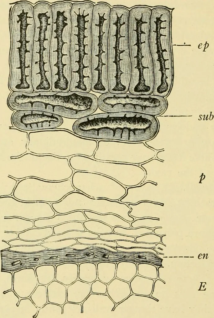 An illustration from The microscopy of vegetable foods, with special reference to the detection of adulteration and the diagnosis of mixtures, 1916, leaf 589
