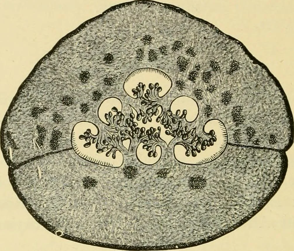 An illustration from The microscopy of vegetable foods, with special reference to the detection of adulteration and the diagnosis of mixtures, 1916, leaf 593