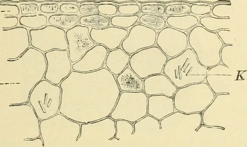 An illustration from The microscopy of vegetable foods, with special reference to the detection of adulteration and the diagnosis of mixtures, 1916, leaf 594