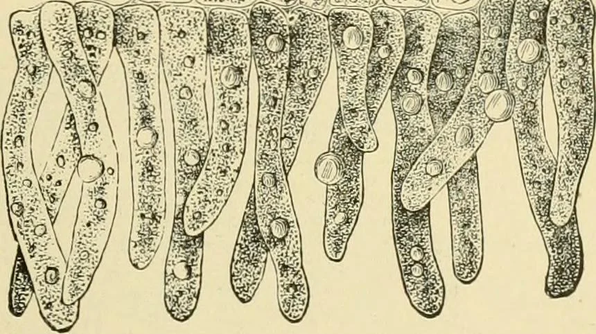 An illustration from The microscopy of vegetable foods, with special reference to the detection of adulteration and the diagnosis of mixtures, 1916, leaf 594