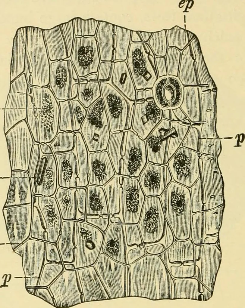 An illustration from The microscopy of vegetable foods, with special reference to the detection of adulteration and the diagnosis of mixtures, 1916, leaf 595