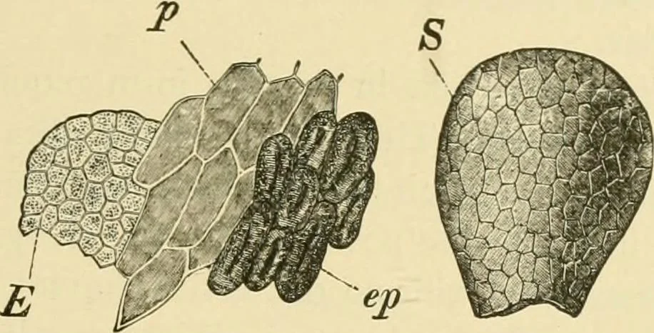 An illustration from The microscopy of vegetable foods, with special reference to the detection of adulteration and the diagnosis of mixtures, 1916, leaf 596