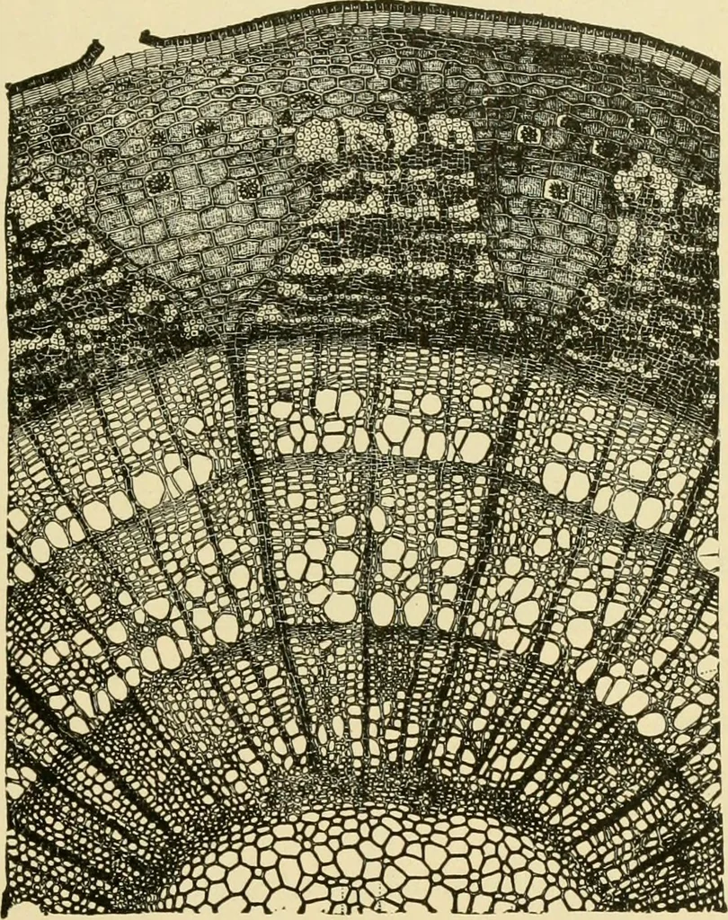 An illustration from The microscopy of vegetable foods, with special reference to the detection of adulteration and the diagnosis of mixtures, 1916, leaf 60