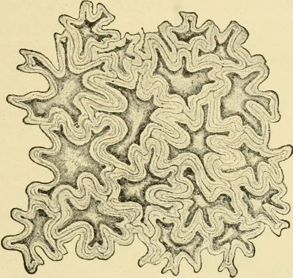 An illustration from The microscopy of vegetable foods, with special reference to the detection of adulteration and the diagnosis of mixtures, 1916, leaf 600