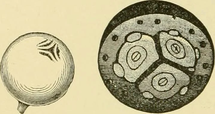 An illustration from The microscopy of vegetable foods, with special reference to the detection of adulteration and the diagnosis of mixtures, 1916, leaf 601