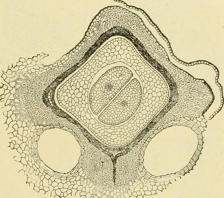 An illustration from The microscopy of vegetable foods, with special reference to the detection of adulteration and the diagnosis of mixtures, 1916, leaf 602
