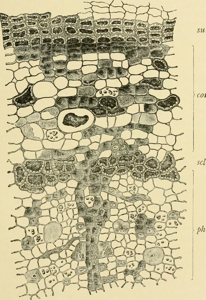 An illustration from The microscopy of vegetable foods, with special reference to the detection of adulteration and the diagnosis of mixtures, 1916, leaf 606