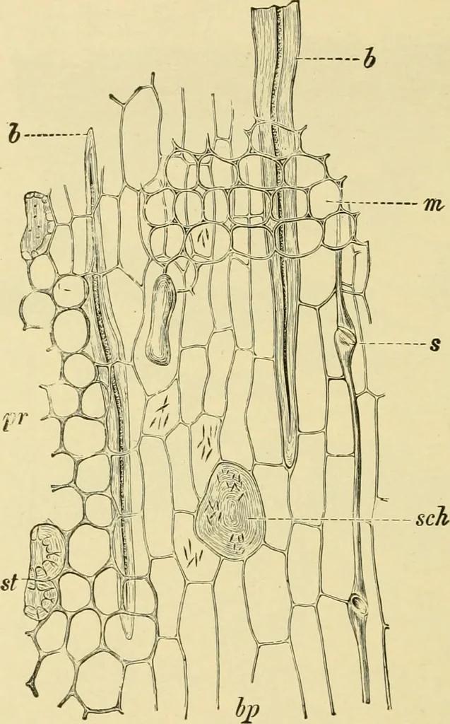 An illustration from The microscopy of vegetable foods, with special reference to the detection of adulteration and the diagnosis of mixtures, 1916, leaf 607